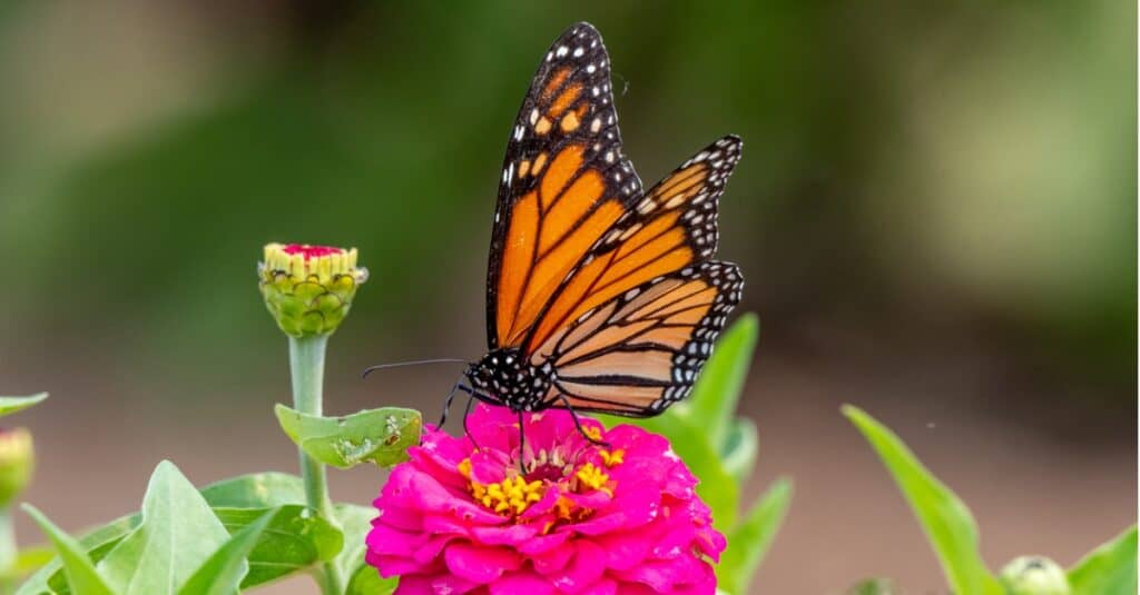 Farfalla monarca sul fiore rosa