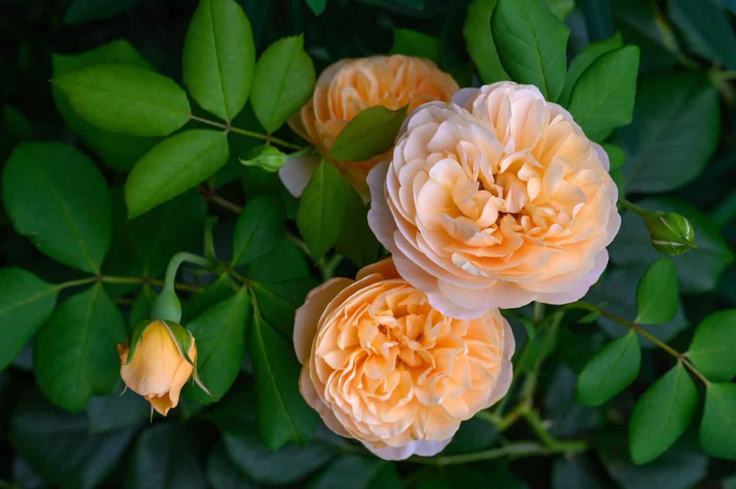 Rosa inglese color albicocca 'Roald Dahl' in fiore