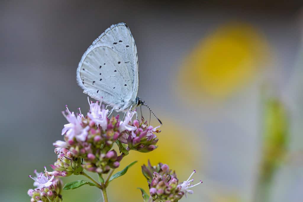 Una farfalla azzurra estiva o Celastrina neglecta su un fiore