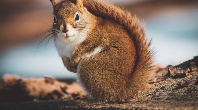 Scopri 11 odori che scoiattoli e scoiattoli odiano assolutamente
