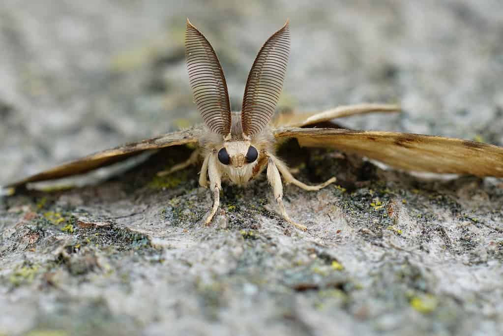 Lymantria dispar dispar, falena zingara, falena spugnosa