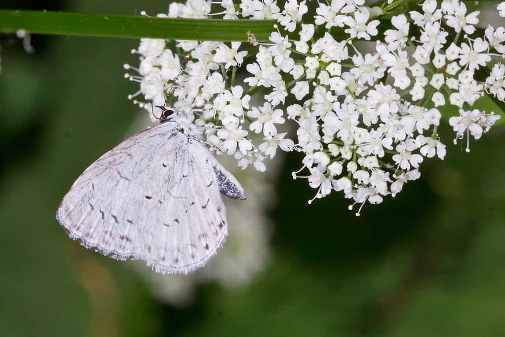 La Celastrina neglecta o farfalla azzurra estiva che mangia nettare dai fiori bianchi.