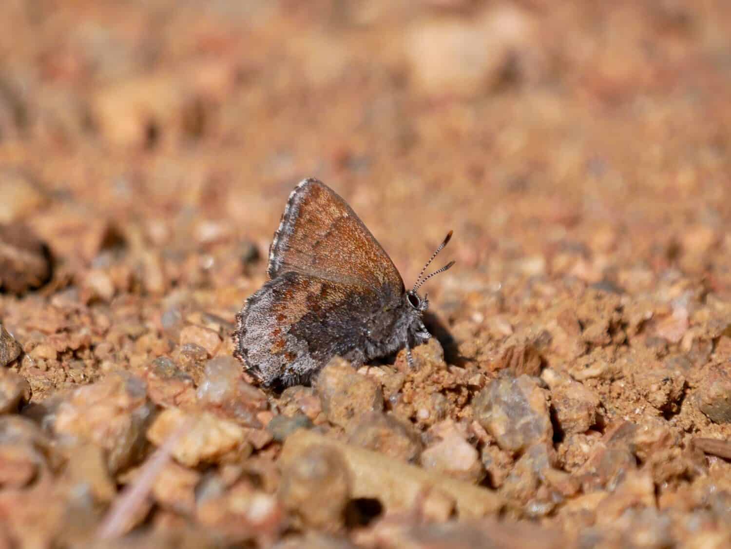 Elfo glassato Callophrys irus farfalla