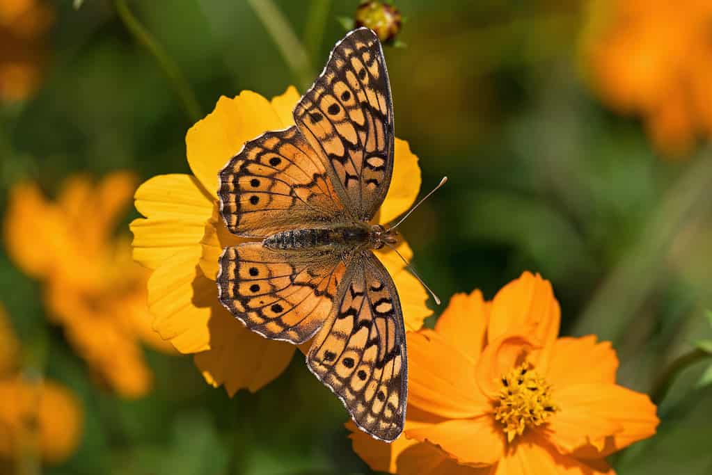 Euptoieta claudia o farfalla fritillaria variegata