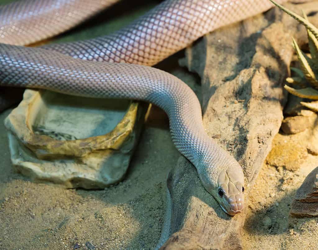 Serpente ratto della Bassa California