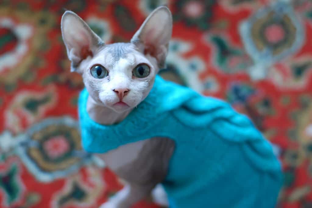 Gatto Sphynx che guarda seriamente nella telecamera in un maglione sullo sfondo di un tappeto tagliente