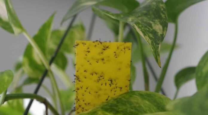 Soil gnats stuck to yellow sticky sheet