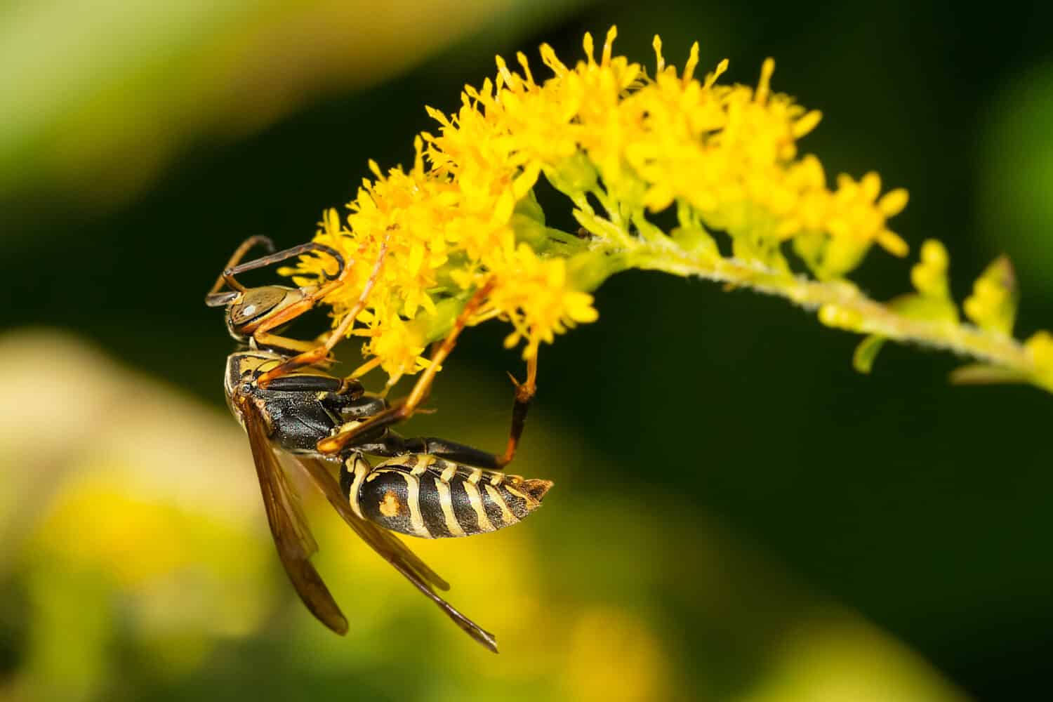 Una vespa di carta settentrionale sta raccogliendo il nettare da un fiore giallo di verga d'oro.  Conosciuto anche come una vespa di carta scura.  Giardini Edwards, Toronto, Ontario, Canada.