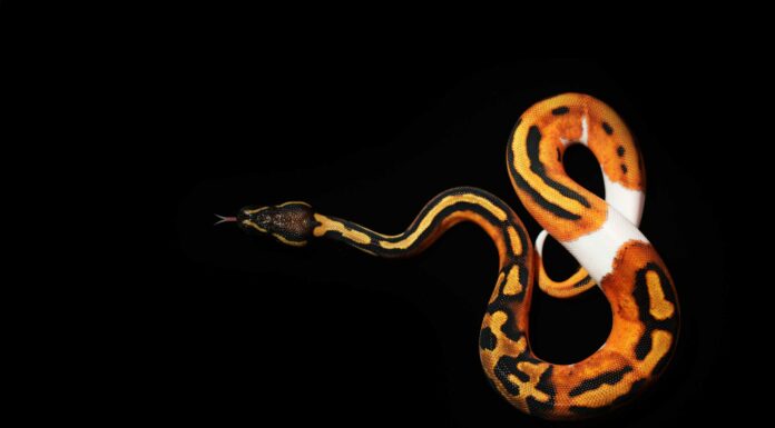 Scopri 5 significati di vedere un serpente sul tuo cammino
