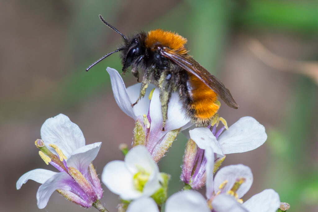 Ape mineraria bruna femmina - Andrena fulva.  L'ape è al centro dell'inquadratura, quasi verticale, con la testa verso la parte superiore dell'inquadratura.  Ha la testa nera.  Il torace e l'addome sono ricoperti di setole (peli) arancio ruggine.  Lei sta cercando un fiore bianco/rosa.