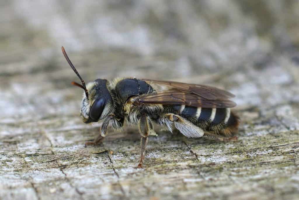 Primo piano su una femmina dell'ape minatore variabile, Andrena variabilis