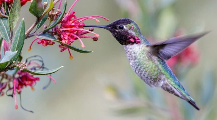 Scopri 8 predatori di colibrì che uccideranno e mangeranno questi minuscoli uccelli
