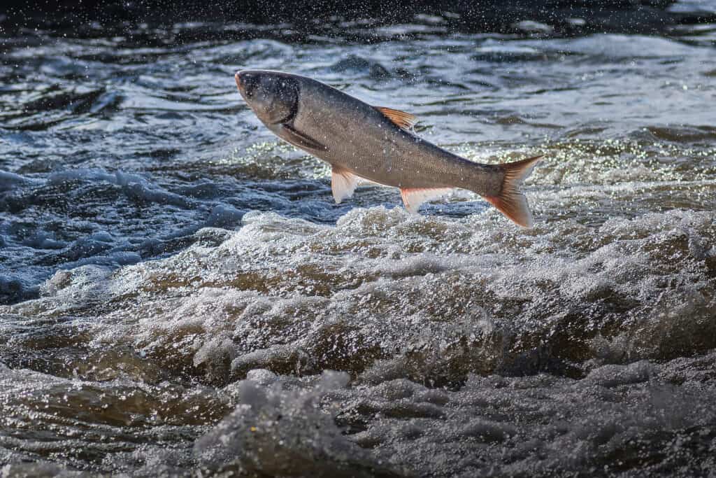 Carpa asiatica che salta