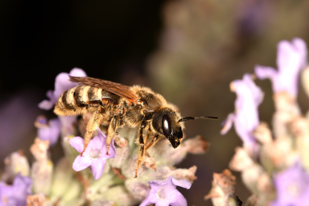 Macro fotografia di un'ape di sudore isolata (Halictus rubicundus) mentre cerca polline sui fiori di lavanda su sfondo naturale.