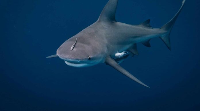 Scopri come alcuni degli squali più pericolosi del mondo hanno invaso un campo da golf... Sì, gli squali!
