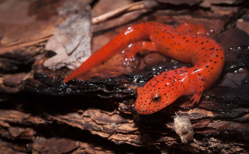 salamandra rossa settentrionale
