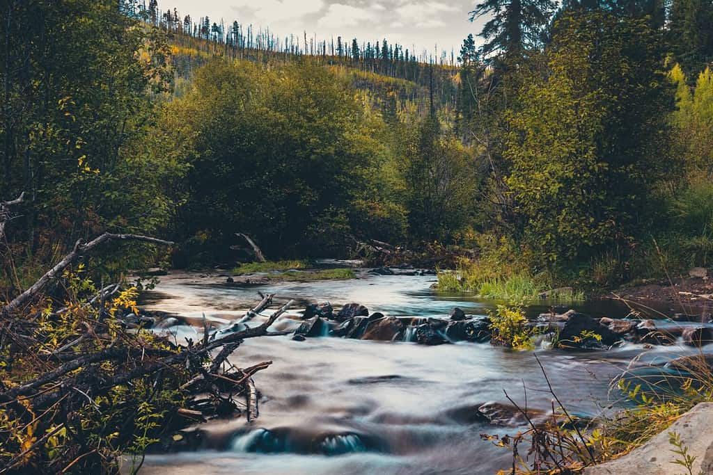 La natura scenica del fiume Little Colorado a Greer al mattino, in Arizona