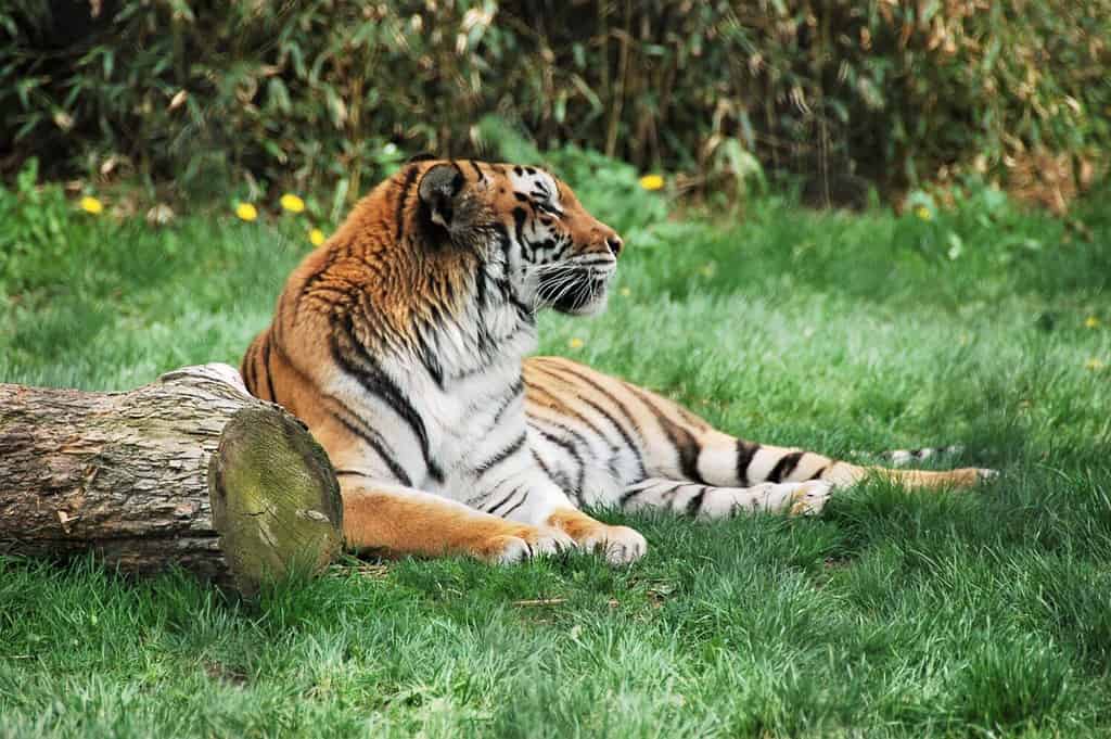 Tigre - Franklin Park Zoo