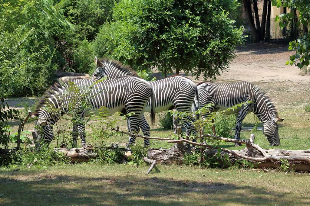 Gruppo di zebre allo zoo di Detroit.