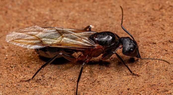 Scopri i 4 tipi di formiche che emergeranno nella Carolina del Sud quest'estate
