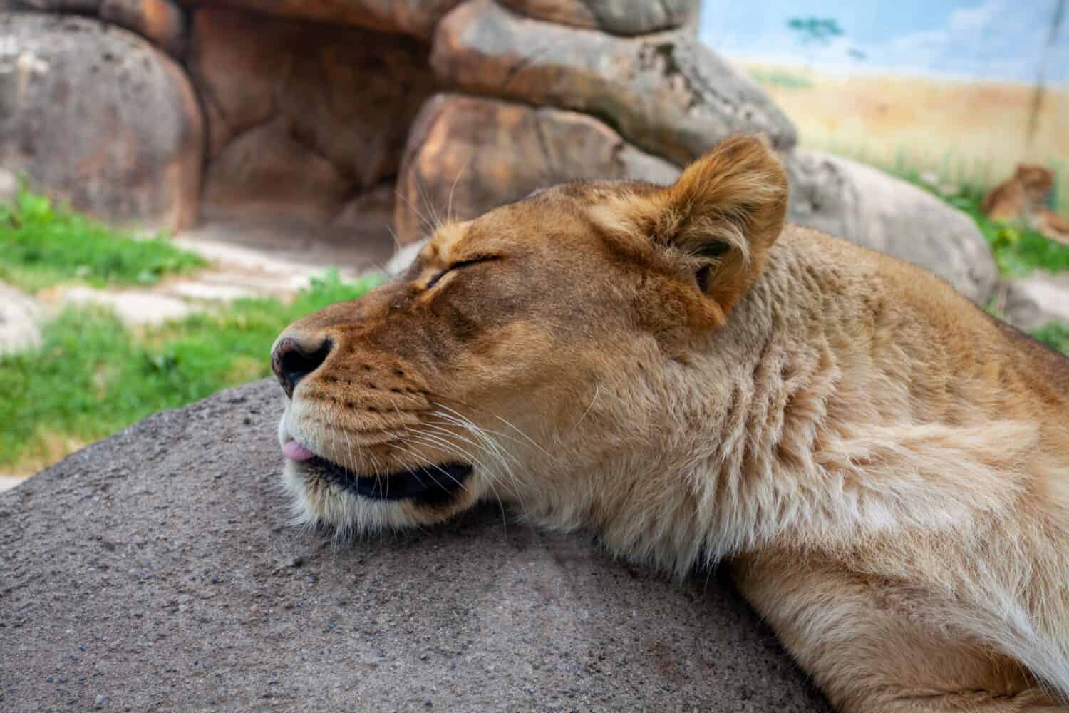 Un primo piano di un leone che dorme su una roccia al Rosamond Gifford Zoo