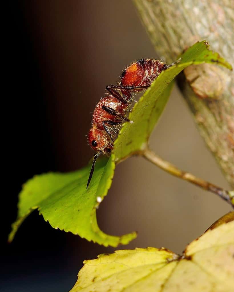 pazza formica lampone strisciare foglia di lampone