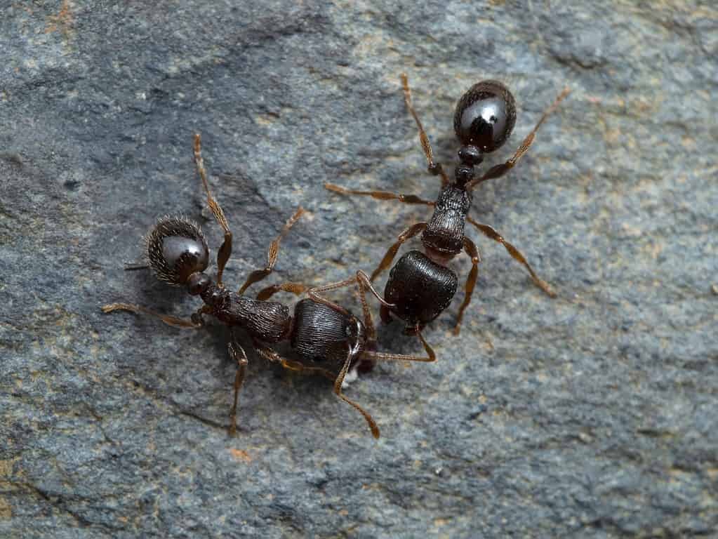 Un primo piano di un paio di formiche da marciapiede.