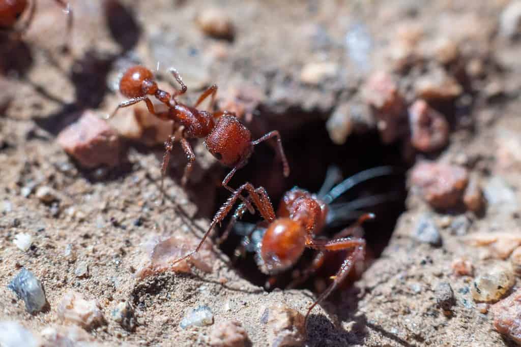 Red Harvester formiche intorno all'ingresso del loro nido.
