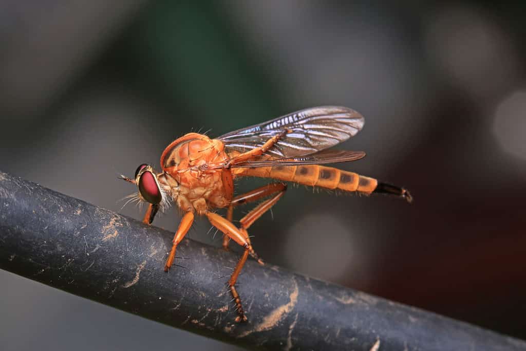 mosca phorid, mosca gobba