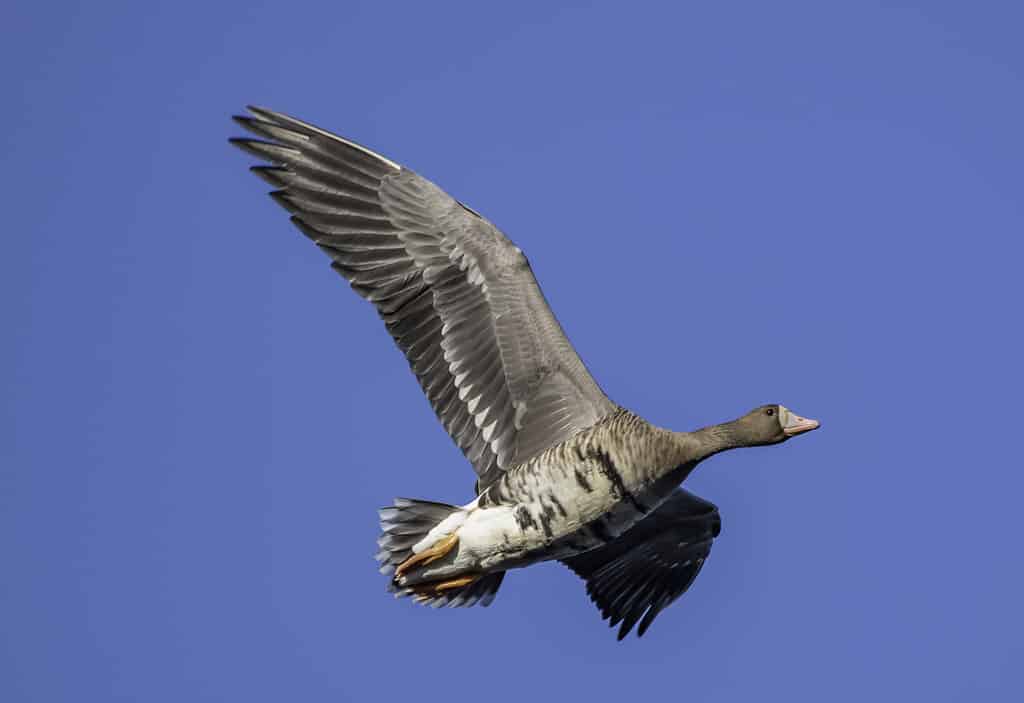 Maggiore oca dalla fronte bianca in volo