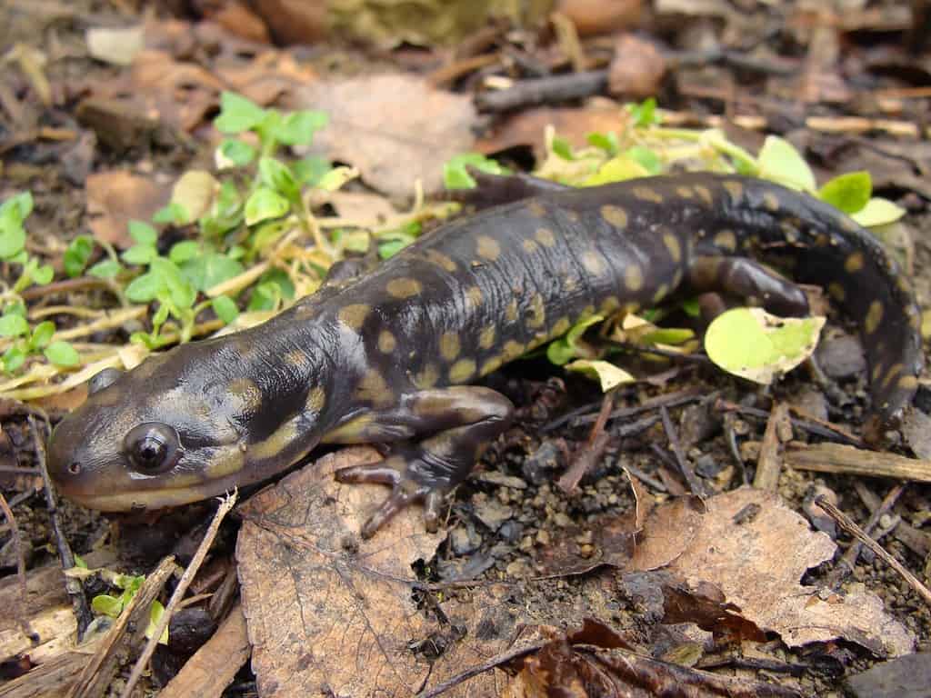 Salamandra tigre orientale, Ambystoma tigrinum