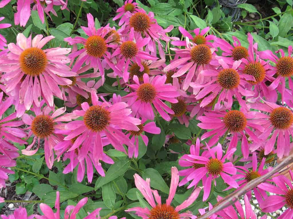 Coneflower del Tennessee di colore rosa