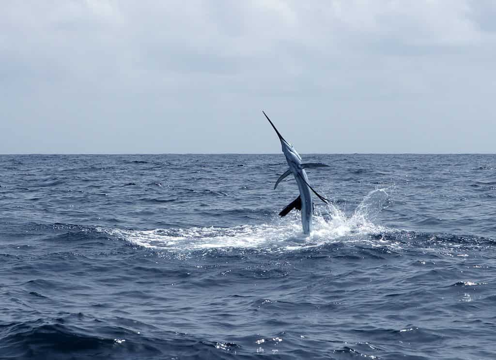 I pesci vela sono in grado di saltare in alto sopra la superficie dell'oceano