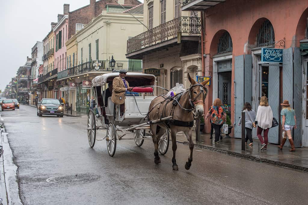 La pioggia cade mentre una carrozza trainata da cavalli rotola lungo Bourbon Street