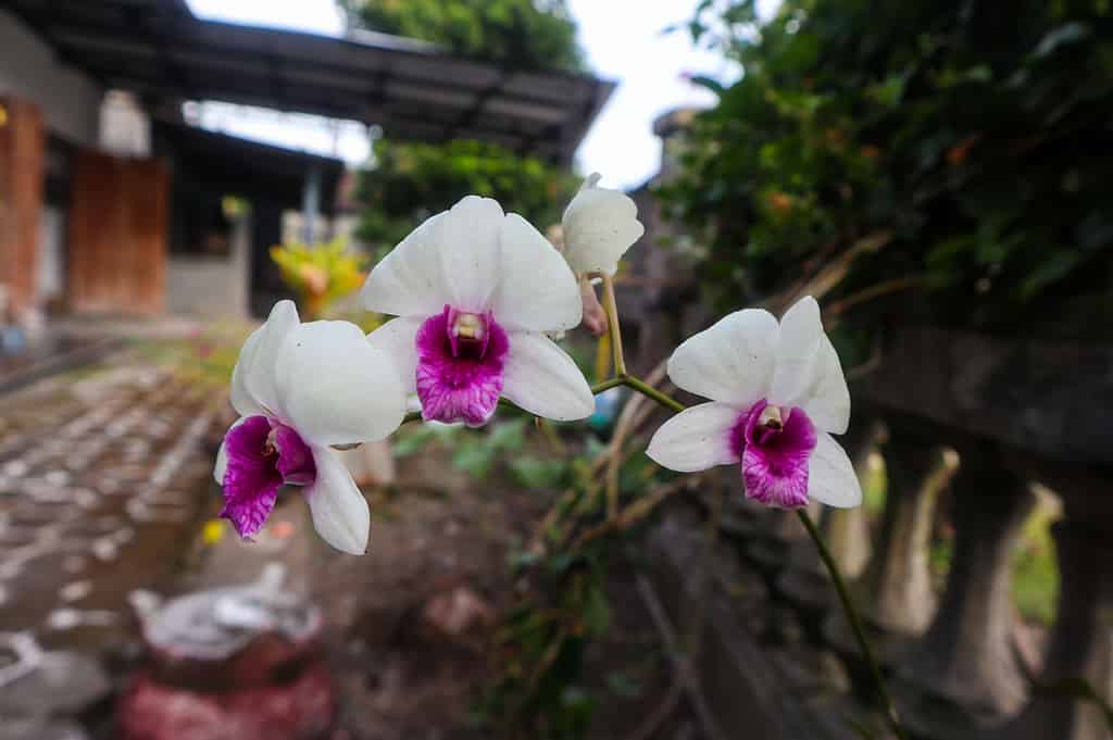 Orchidea lunare