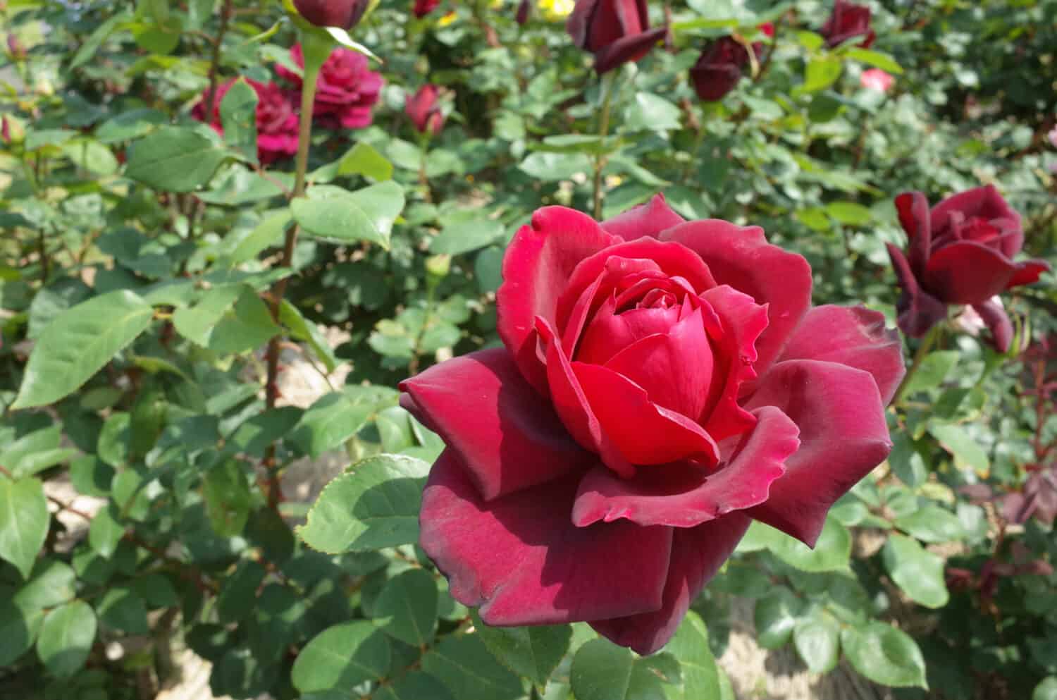 Fiore rosso scuro di Rose 'Oklahoma' in piena fioritura