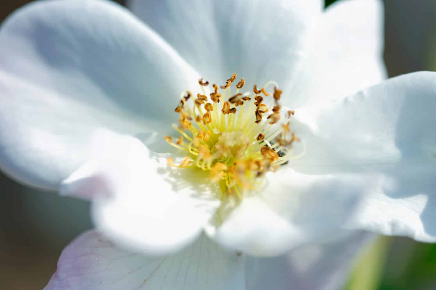 Primo piano di una bella e tenera rosa Cherokee Rosa laevigata fiore