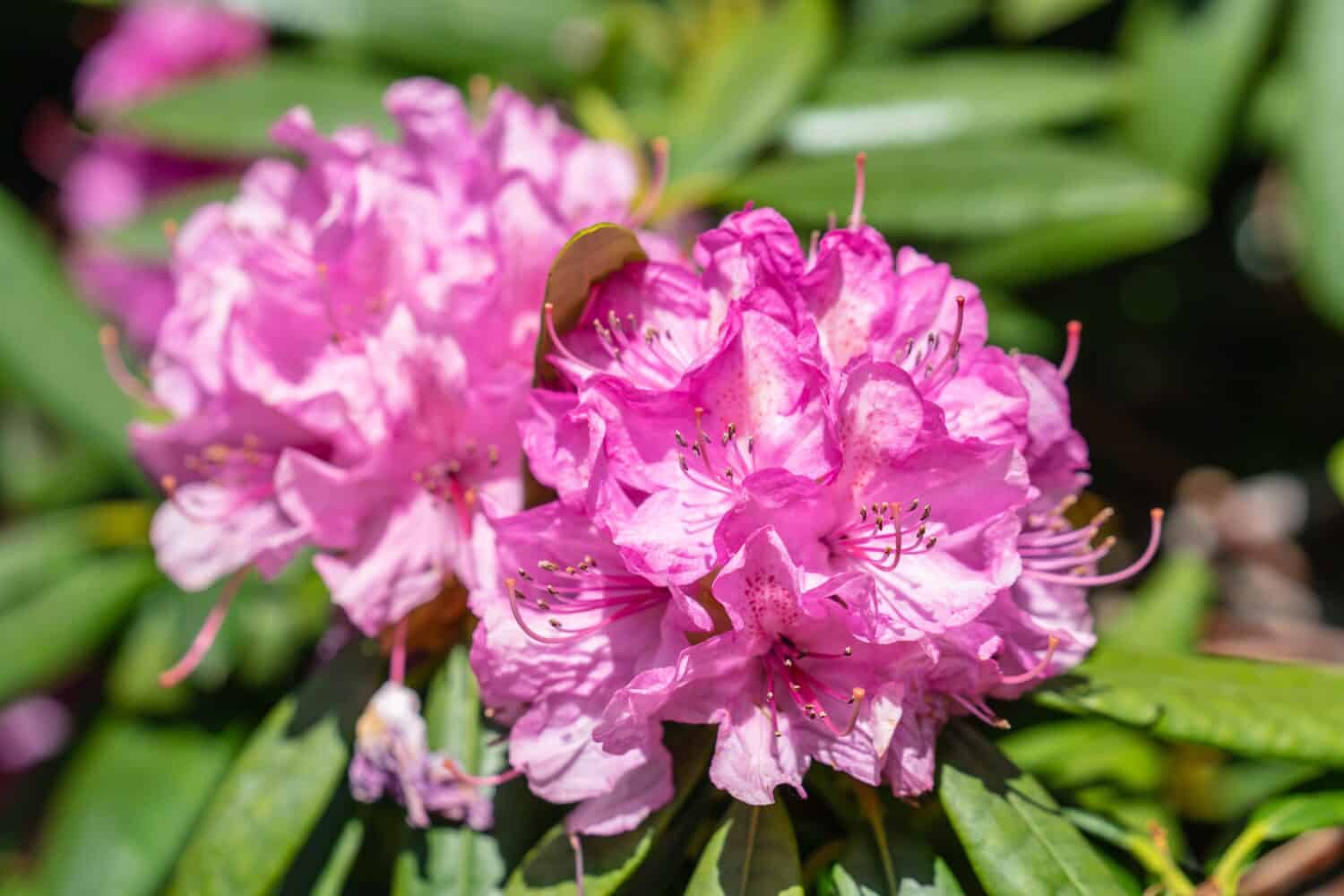 Il rododendro della California è una specie di rododendro a foglia larga originaria della costa del Pacifico del Nord America