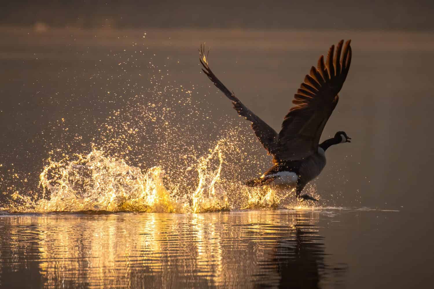 Un'oca del Canada prende il volo con le ali spiegate dal lago nella luce del primo mattino.  Parco del lago Benson, Garner, Carolina del Nord.
