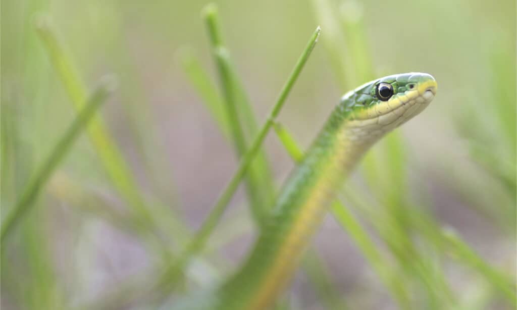 Un serpente verde liscio che fa capolino dall'erba