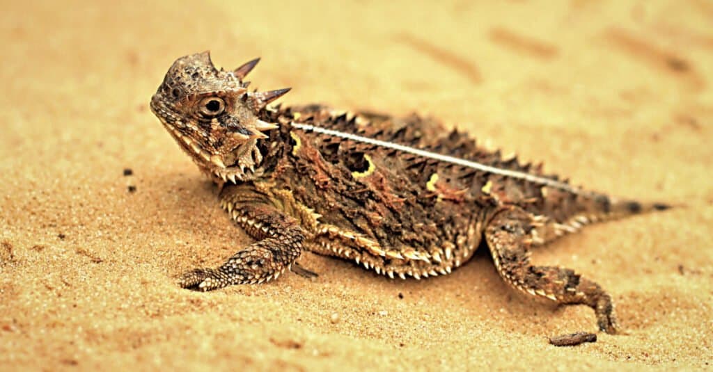 Animali che mangiano insetti – Lucertola cornuta del Texas