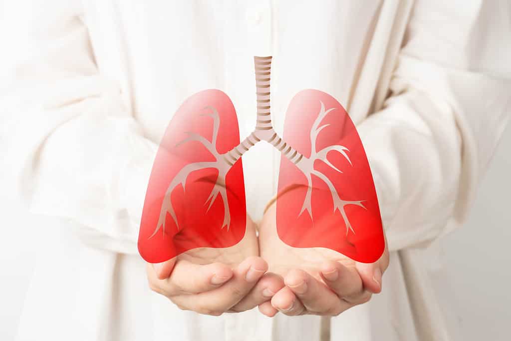 Mani umane che tengono il simbolo dell'organo polmonare.  Consapevolezza del cancro ai polmoni, polmonite, asma, BPCO, ipertensione polmonare, giornata mondiale senza tabacco e inquinamento atmosferico ecologico.  Concetto respiratorio e toracico.