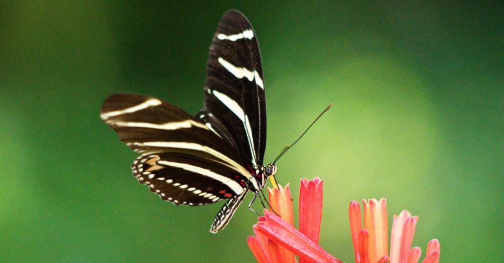 Farfalla Zebra Longwing