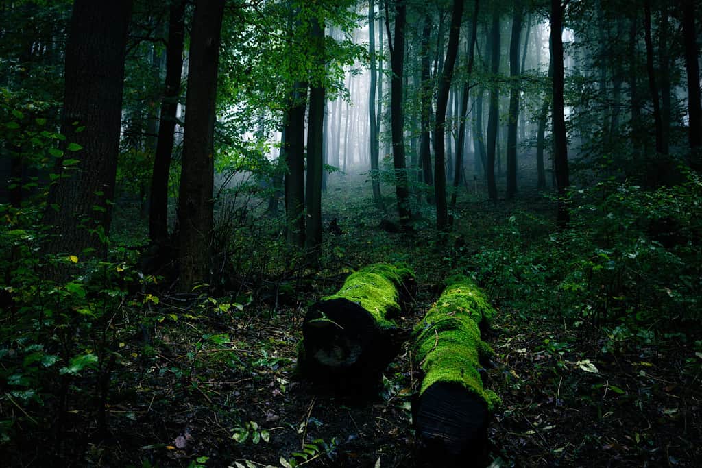 Due vecchi tronchi d'albero sdraiati sul suolo della foresta nella nebbia