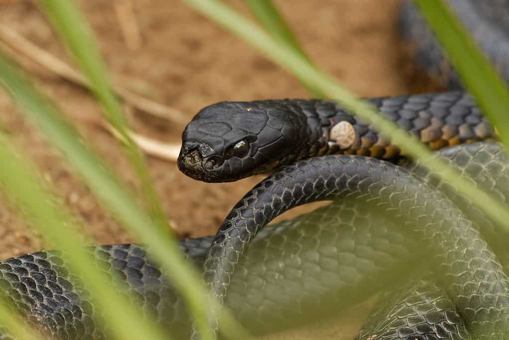 Serpente tigre - Notechis scutatus specie di serpente altamente velenoso trovato in Australia, Tasmania.