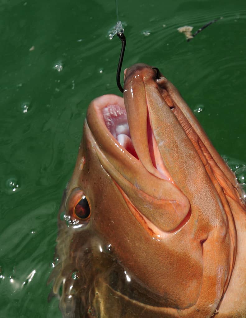 Cernia rossa agganciata durante la pesca sportiva
