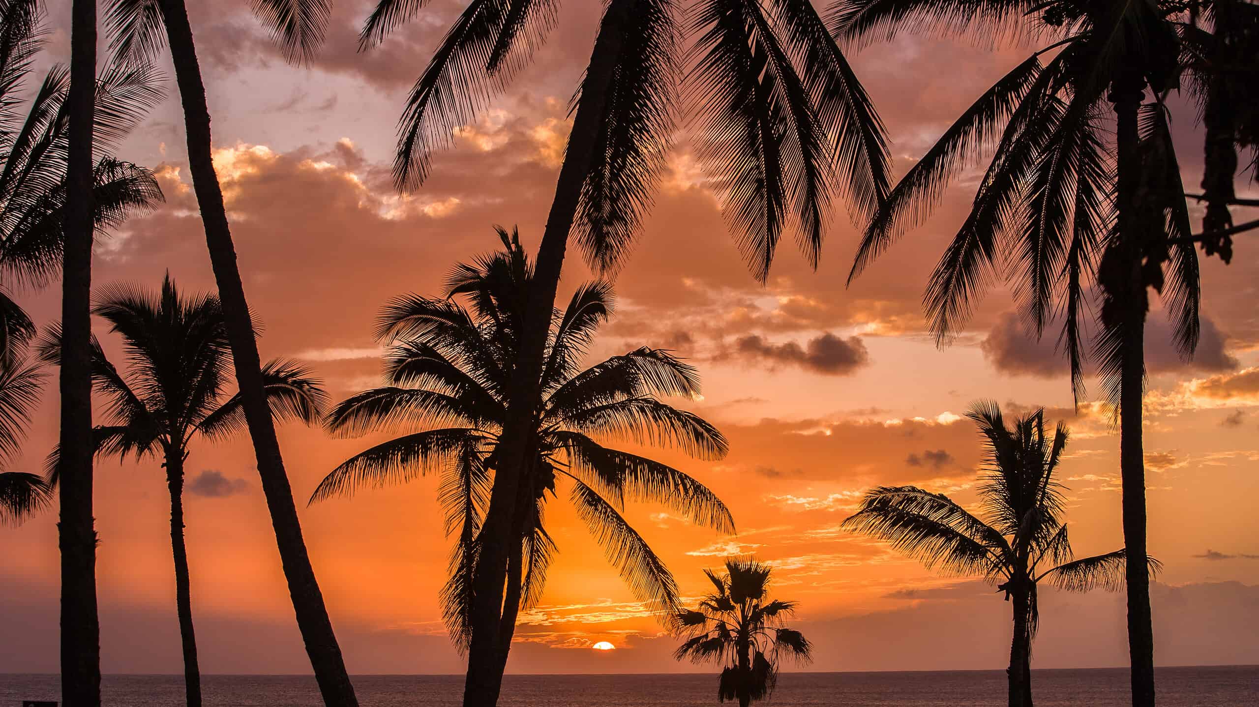 Palme sulla spiaggia di Papohaku a Molokai, Hawaii.