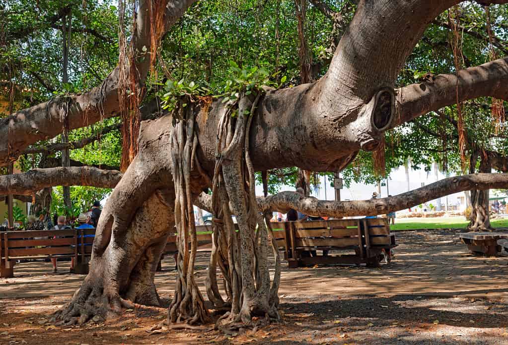 Il Lahaina Banyan Tree è ancora vivo perché ogni tronco contiene ancora tessuto vivo.