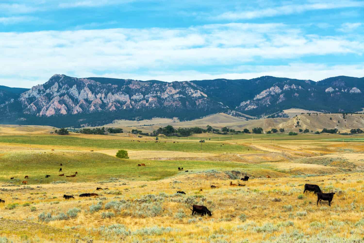 Mucche al pascolo nei campi con le colline ai piedi delle montagne Bighorn dietro di loro vicino a Buffalo, nel Wyoming