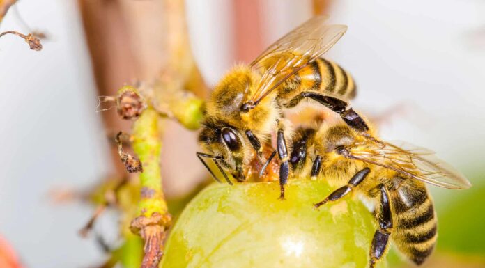 Scopri le sei api trovate in Florida: classificate dalla puntura più dolorosa
